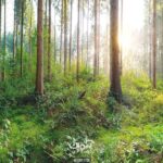 پوستر دیواری جنگل کد 1011100