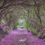 پوستر دیواری طبیعت و جنگل کد 10015800