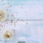 پوستر دیواری گل قاصدک کد 10016700